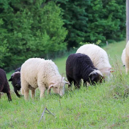 Przytulne Apartamenciki Tuz Przy Termach I Parku, Nieopodal Szlak Na Turbacz, Gpn, Kgp *