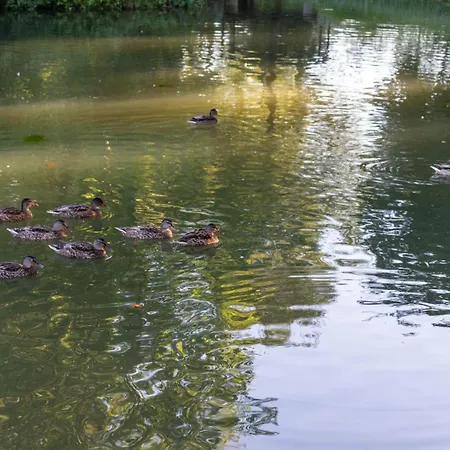 Przy Parku Wodzickich * Poreba Wielka (Limanowa)